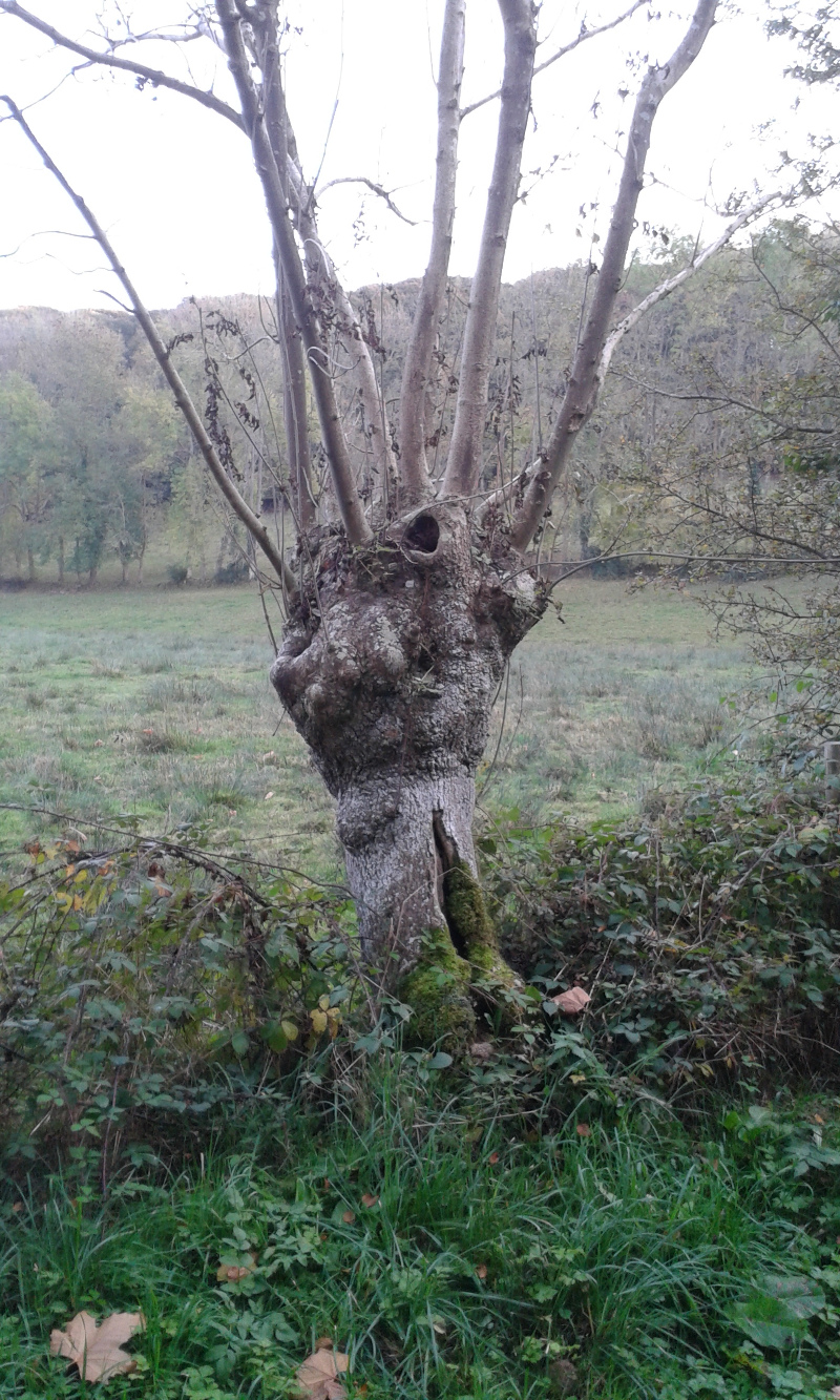 arbre tetard1