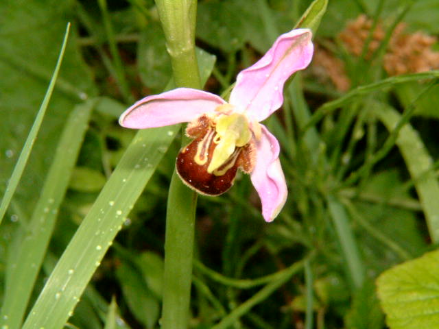 orchis abeille